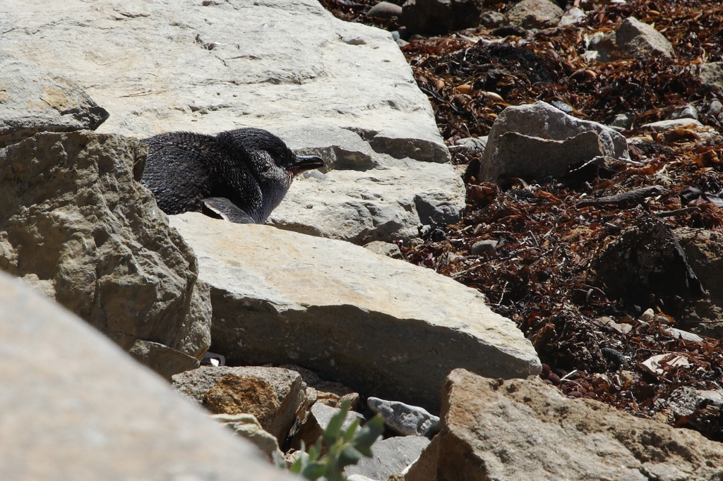 10 - Maria Island NP (14) - Manchot Pygmée.jpg